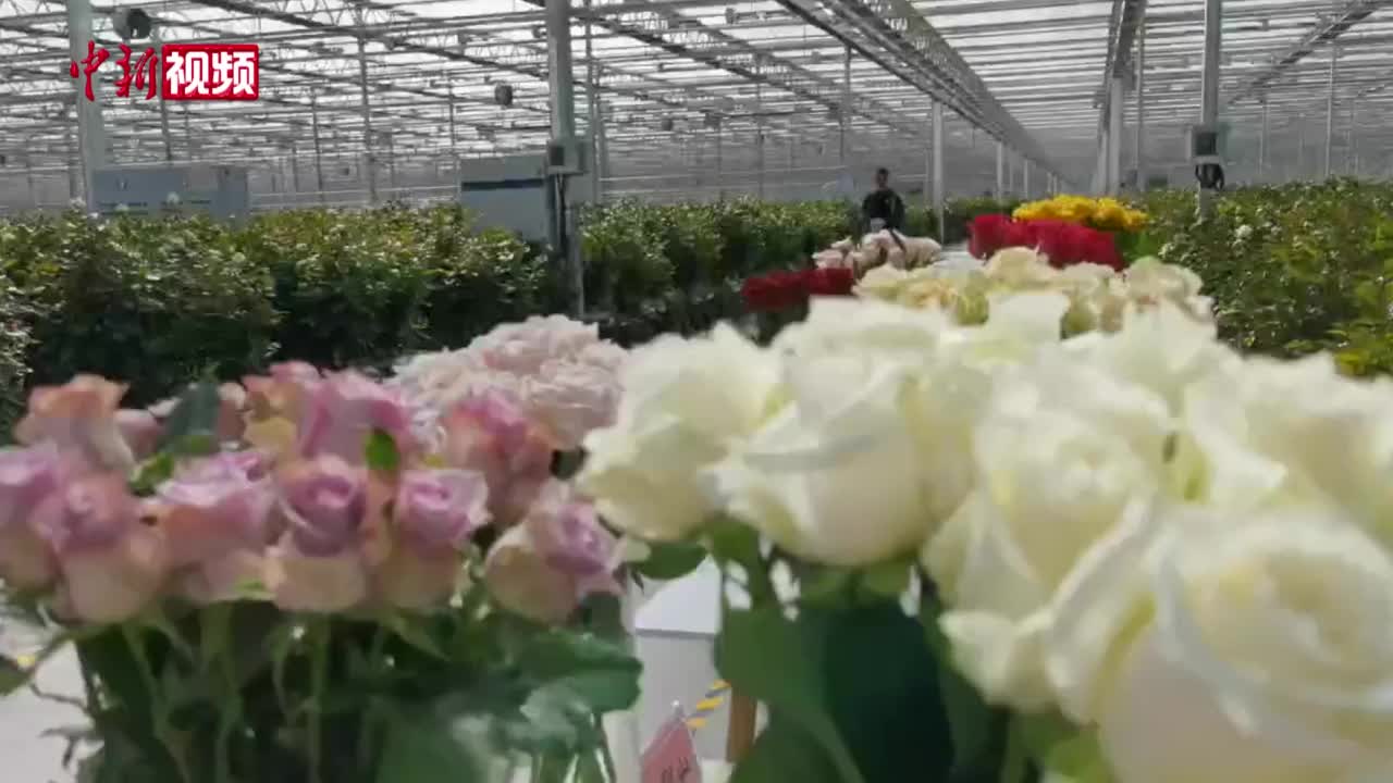 兰州：国庆首日十万支玫瑰发往全国