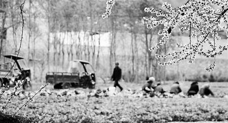 【决战决胜脱贫攻坚】陇南宕昌县发展蔬菜产业 拓宽群众增收致富门路