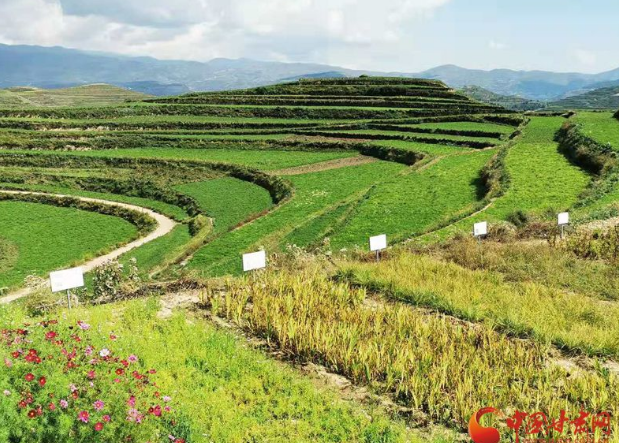 甘肃省每年将建设中药材绿色标准化示范基地50万亩