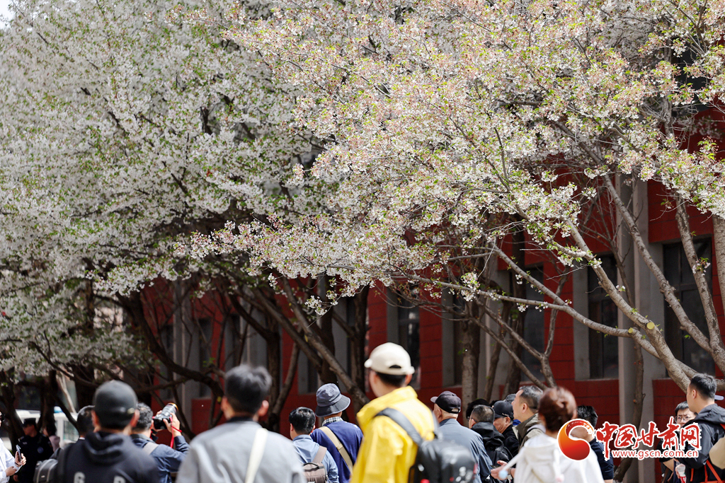 兰州大学：樱花树下定格浪漫春光