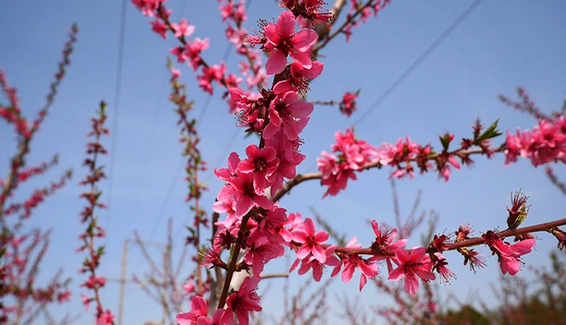 崇信：以花为媒激活乡村旅游活力