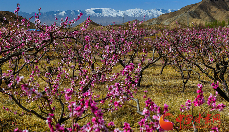 景泰：桃梨园里话春景