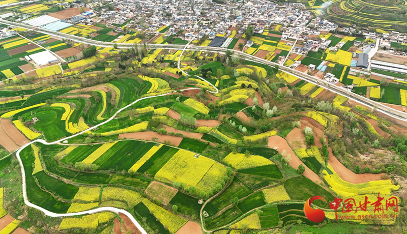 成县：花染成州 春盈陇上