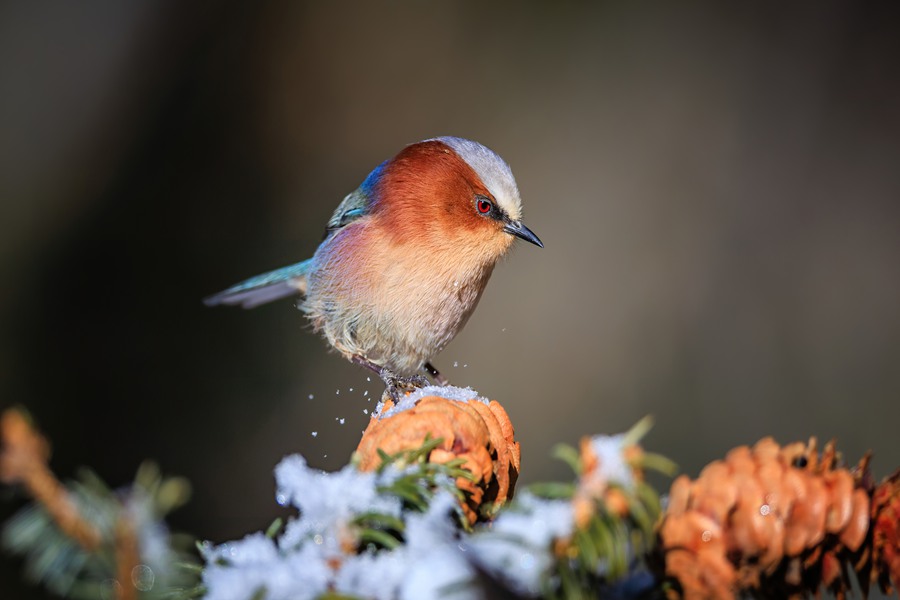 凤头雀莺现身祁连山国家级自然保护区。甘肃祁连山国家级自然保护区管护中心供图