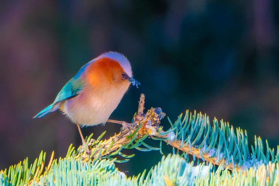 凤头雀莺现身祁连山国家级自然保护区。甘肃祁连山国家级自然保护区管护中心供图