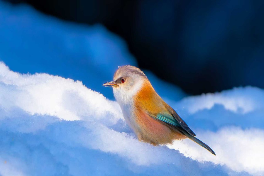 凤头雀莺现身祁连山国家级自然保护区。甘肃祁连山国家级自然保护区管护中心供图