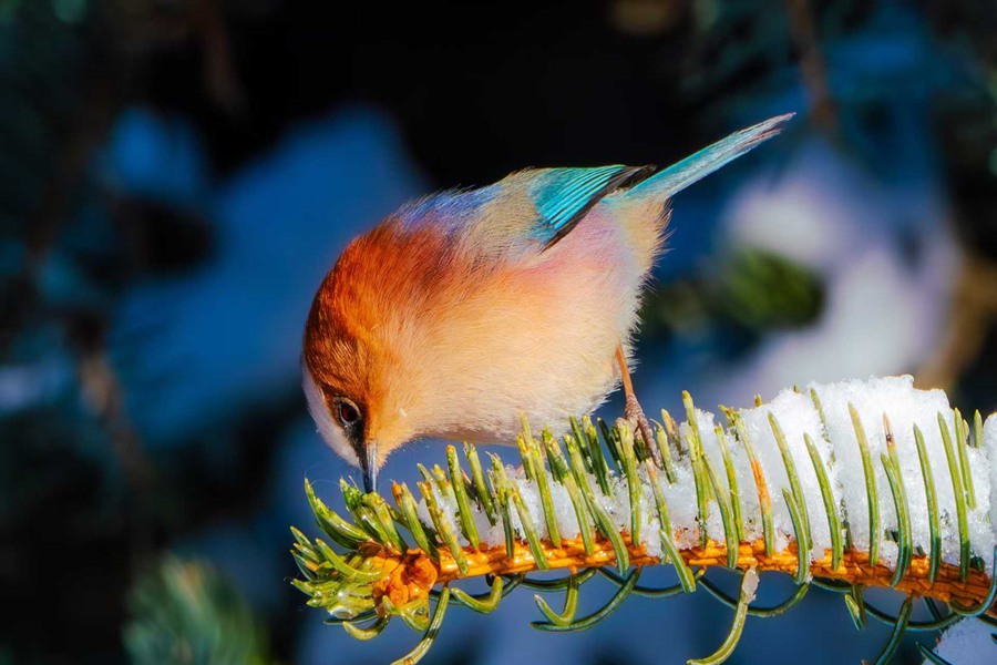凤头雀莺现身祁连山国家级自然保护区。甘肃祁连山国家级自然保护区管护中心供图