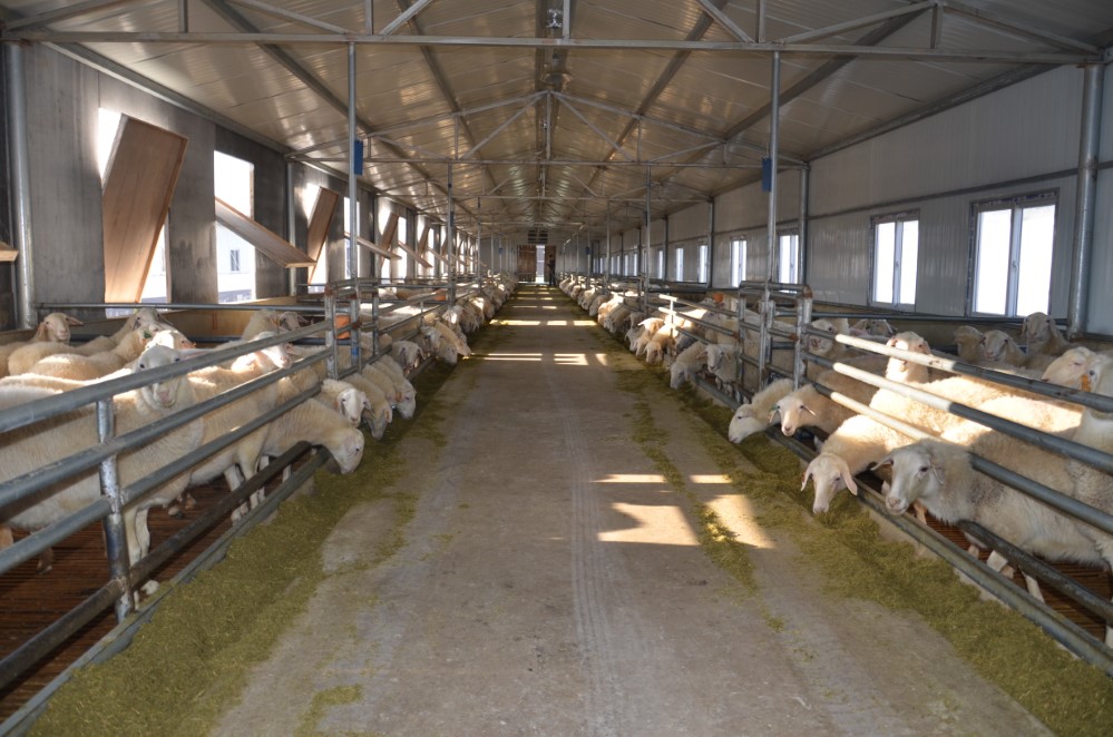 万千气象看甘肃 |“三羊开泰”促振兴 环州宋塔见岁月